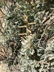 Atriplex nummularia nummularia