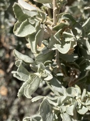 Atriplex nummularia nummularia