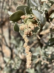 Atriplex nummularia nummularia