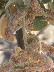 Atriplex nummularia nummularia