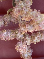 Atriplex nummularia nummularia