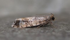 Zeiraphera canadensis