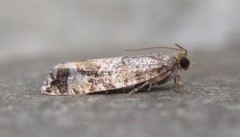 Zeiraphera canadensis