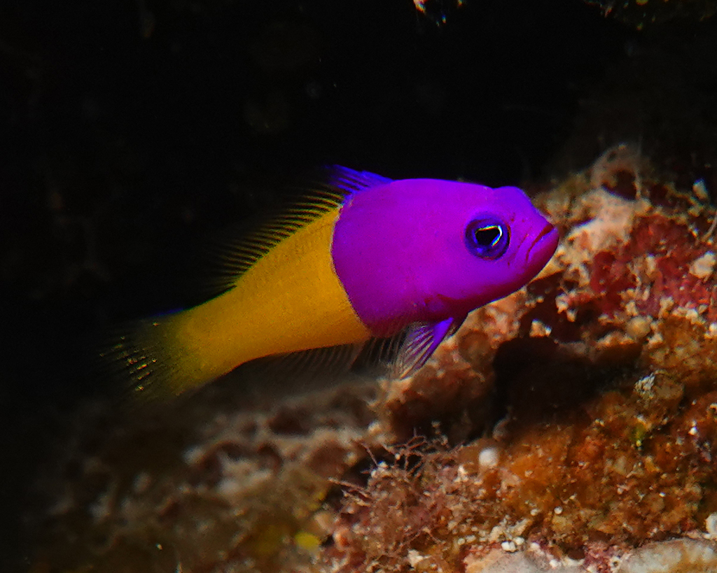 Pictichromis