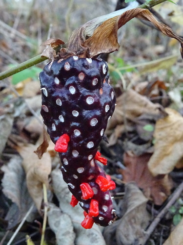 Arisaema peninsulae iNat (2)