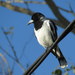 Pied Butcherbird - Photo (c) Victor W Fazio III, some rights reserved (CC BY-NC), uploaded by Victor W Fazio III
