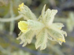 Stachys aurea