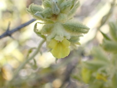 Stachys aurea