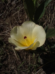 Hibiscus aethiopicus