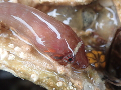 Lepadogaster candolii