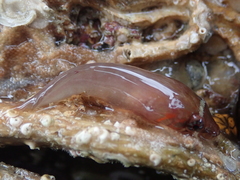 Lepadogaster candolii