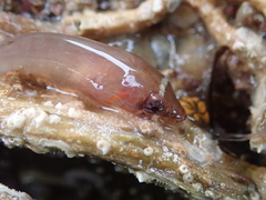 Lepadogaster candolii