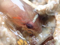 Lepadogaster candolii