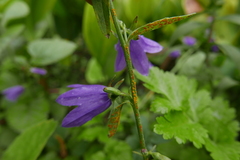 Coleosporium campanulae