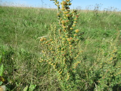 Artemisia macrantha