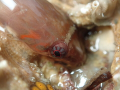 Lepadogaster candolii