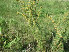 Artemisia macrantha