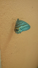 Splendeuptychia kendalli