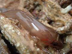 Lepadogaster candolii
