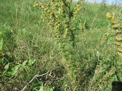 Artemisia macrantha