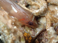 Lepadogaster candolii