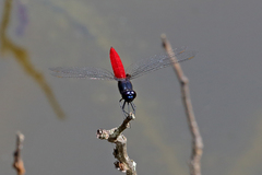 Planiplax phoenicura