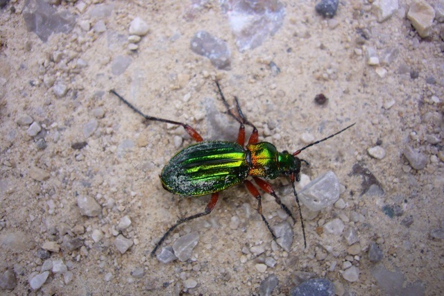 Carabus auronitens
