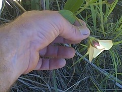 Hibiscus aethiopicus