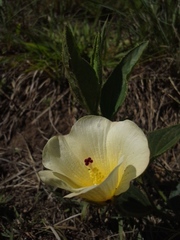 Hibiscus aethiopicus