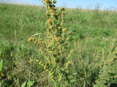 Artemisia macrantha