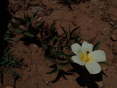 Hibiscus aethiopicus