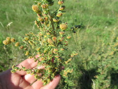 Artemisia macrantha