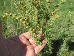 Artemisia macrantha