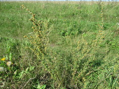 Artemisia macrantha