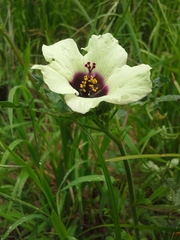Hibiscus cannabinus