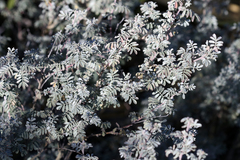 Dalea bicolor argyrea