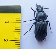 Pterostichus melas