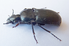 Pterostichus melas