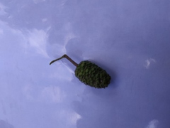 Alnus glutinosa