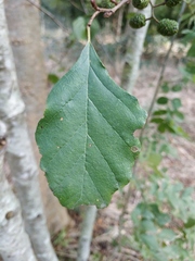 Alnus glutinosa