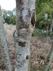 Alnus glutinosa