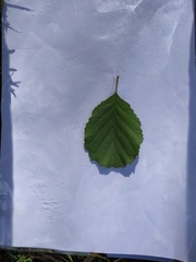 Alnus glutinosa