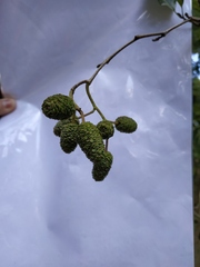 Alnus glutinosa