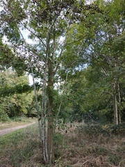 Alnus glutinosa