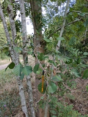 Alnus glutinosa