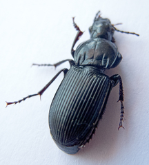 Pterostichus melas