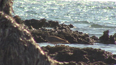 Numenius phaeopus phaeopus