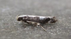 Agnippe prunifoliella