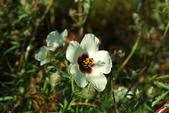 Hibiscus cannabinus