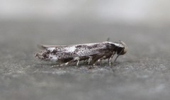 Agnippe prunifoliella